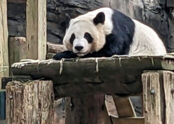 Two giant pandas coming to Zoo Atlanta in new conservation agreement amid tensions with China