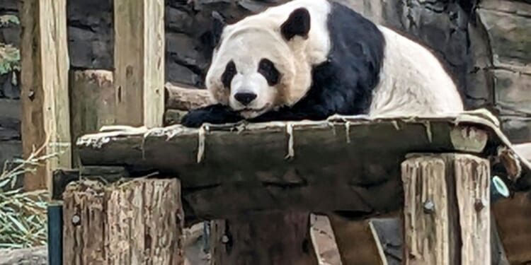 Two giant pandas coming to Zoo Atlanta in new conservation agreement amid tensions with China