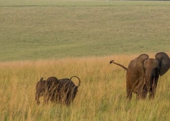 Millionaire trophy hunter trampled to death by pack of elephants in central Africa
