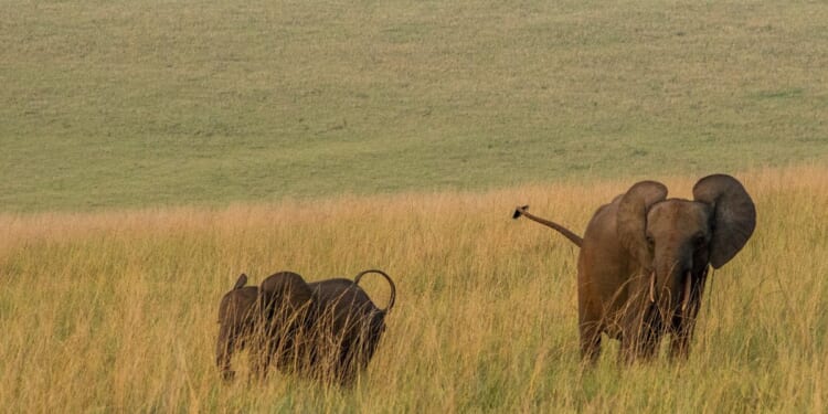 Millionaire trophy hunter trampled to death by pack of elephants in central Africa