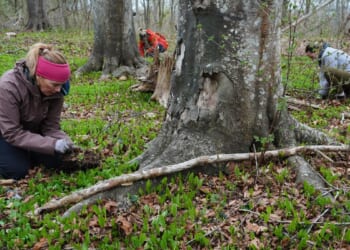 Trees are magic. In Newport, volunteers are working to expand their healthy reach