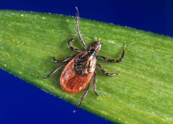 Tick season seems to be off to a fast start, and some expert worry about future illnesses
