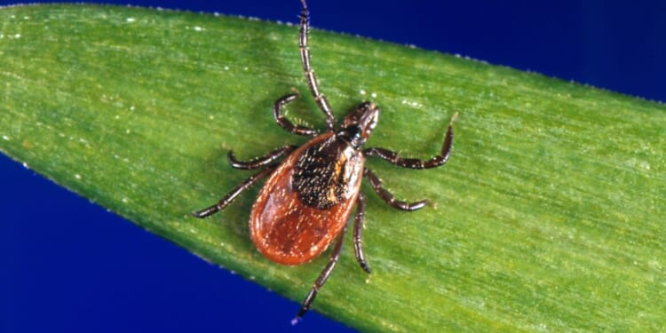 Tick season seems to be off to a fast start, and some expert worry about future illnesses