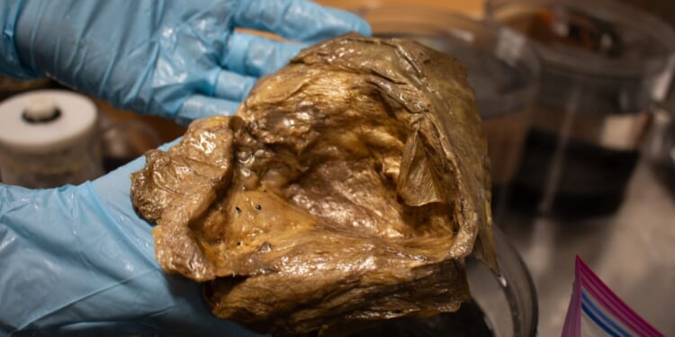 Scientists ID mysterious ‘golden orb’ found in Alaska depths