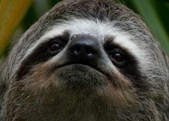 Sickness, cold killed nearly 30 sloths at a Florida import warehouse in 2024 and 2025