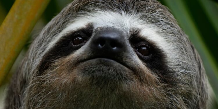 Sickness, cold killed nearly 30 sloths at a Florida import warehouse in 2024 and 2025