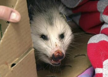 Opossums fitted with GPS collars being used to track pythons in Florida Everglades