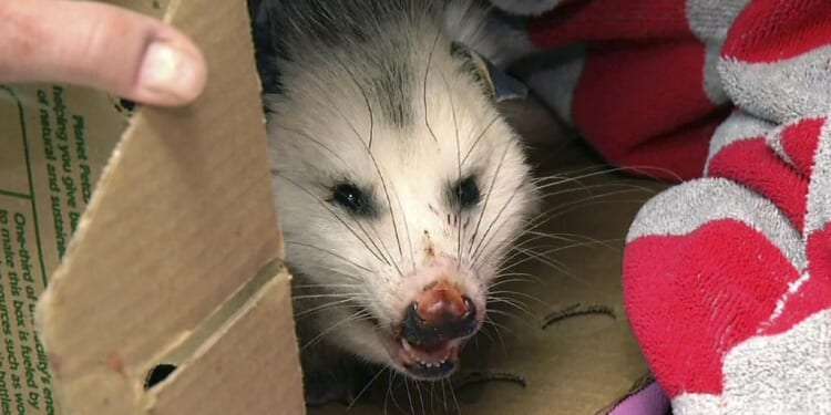 Opossums fitted with GPS collars being used to track pythons in Florida Everglades