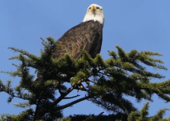 Michigan wildlife officials seek answers in deaths of five bald eagles in Upper Peninsula