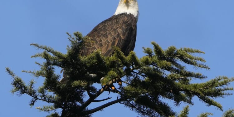 Michigan wildlife officials seek answers in deaths of five bald eagles in Upper Peninsula