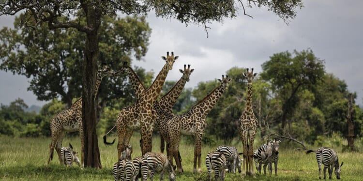 NJ influencer’s body returned home without engagement ring as Zanzibar probe continues