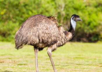 Emu at Missouri zoo killed by hail, another flightless bird left needing care