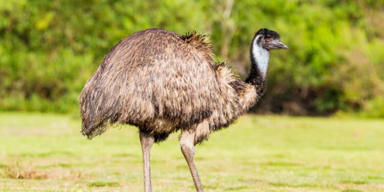 Emu at Missouri zoo killed by hail, another flightless bird left needing care
