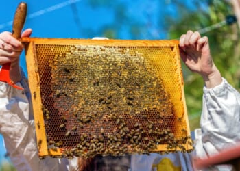 Massachusetts beekeeper sent to jail after unleashing bees on law enforcement in 2022