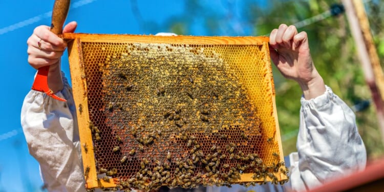 Massachusetts beekeeper sent to jail after unleashing bees on law enforcement in 2022