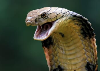 German tourist dies after being bitten by cobra during a snake charming show in Egypt