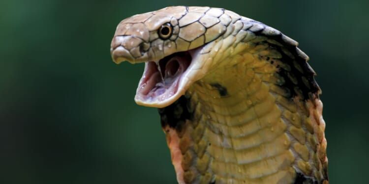 German tourist dies after being bitten by cobra during a snake charming show in Egypt