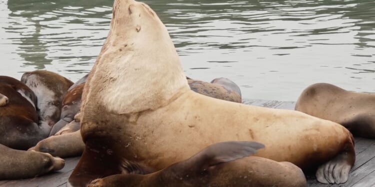 Chonkers the sea lion draws crowds to San Francisco’s Pier 39