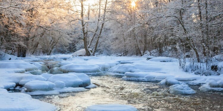 A flowing river in a wintry forest.