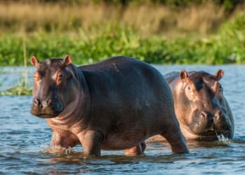 Two common hippopotamus in the water.