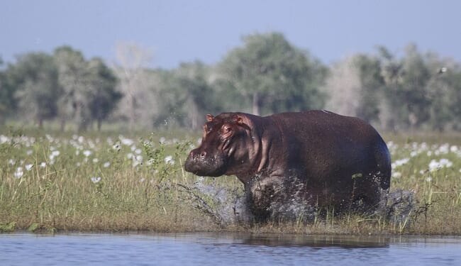 Colombia to Euthanize Wild 'Cocaine Hippos' – PJ Media