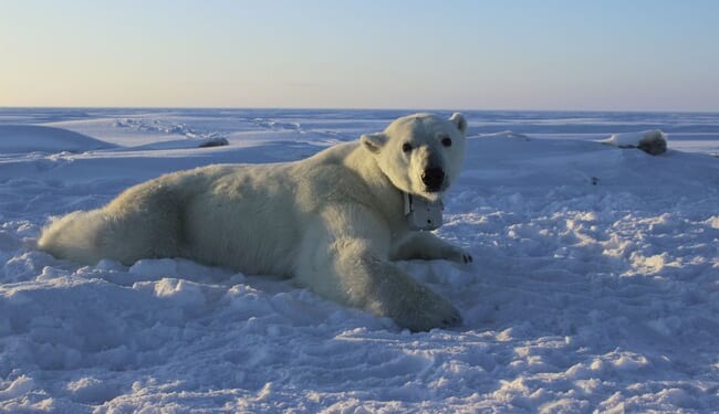 Follow the Science, Except When the IPCC’s Own Climate Data Doesn’t Cooperate – PJ Media