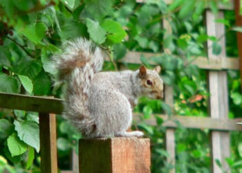 A grey squirrel sneaking around a residential city garden in England.