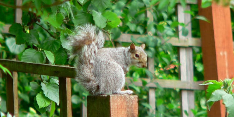 A grey squirrel sneaking around a residential city garden in England.