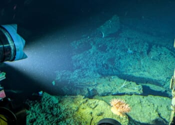 This picture taken on Jan. 9, 2026, shows an anemone 900 meters deep being filmed by OceanX submersible Nadir off Indonesia's Sulawesi island.