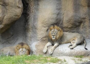 They're so 'Incompetent' That They Can't Even Take Care of the Zoo Animals – PJ Media
