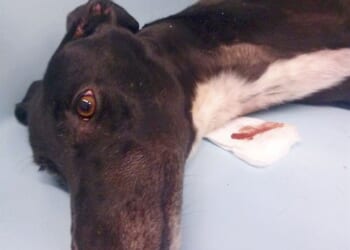 This Barbaric Abuse by 'Homeless' Druggies Is Happening on LA's Skid Row – PJ Media