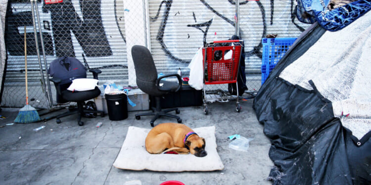 A dog sitting on its bed on the concrete outside on Skid Row surrounded by trash.