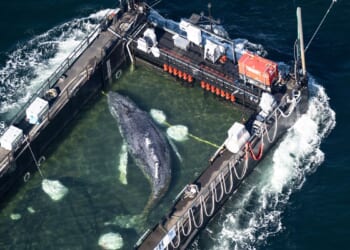 Humpback whale ‘Timmy’ released in the North Sea after weeks stranded off Germany
