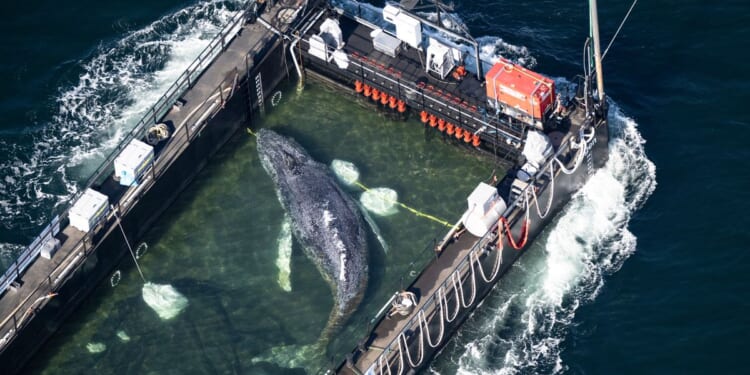 Humpback whale ‘Timmy’ released in the North Sea after weeks stranded off Germany