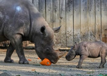 Hoax calls prompt evacuations and closures at several U.S. zoos