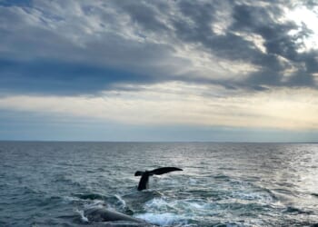 Endangered whale protections may be delayed to 2035 under Trump-blacked plan