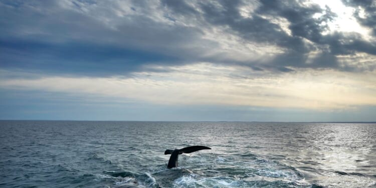 Endangered whale protections may be delayed to 2035 under Trump-blacked plan