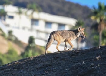 Scientists say coyote on Alcatraz swam two miles from another island, not mainland