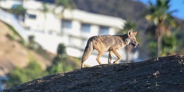 Scientists say coyote on Alcatraz swam two miles from another island, not mainland