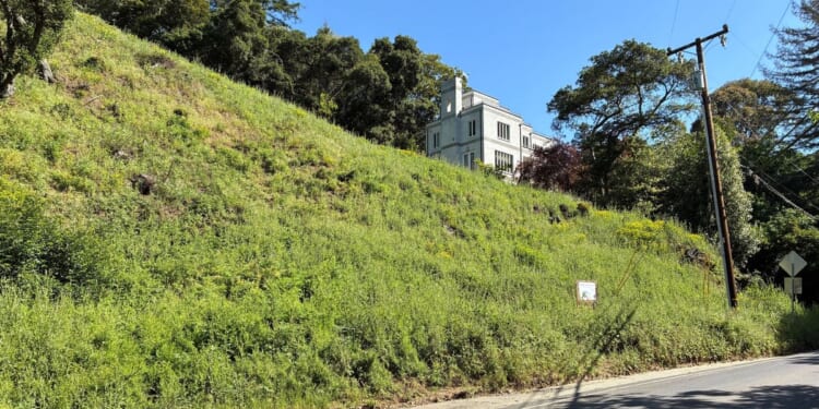 Oakland couple fined $900,000 for cutting down 38 trees without a permit