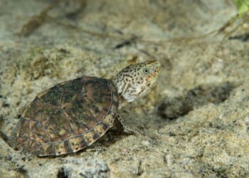 Louisiana man charged with poaching more than 1,700 turtles, exporting them to Taiwan