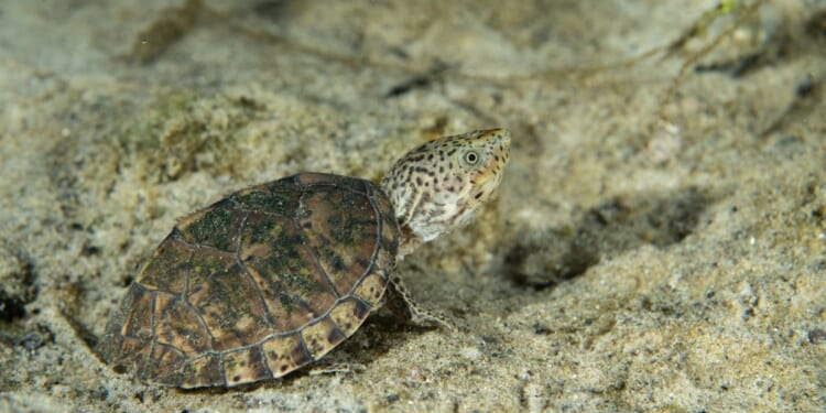 Louisiana man charged with poaching more than 1,700 turtles, exporting them to Taiwan