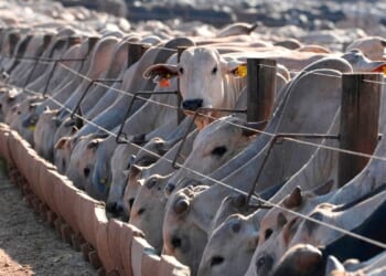 Brazil says the EU has moved to block its animal product exports starting from September
