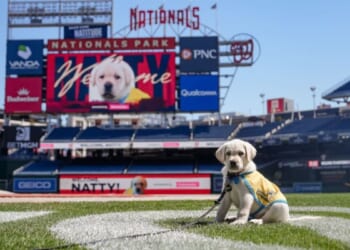 Washington Nationals introduce ‘Natty,’ an 8-week-old puppy set to become team’s first official dog