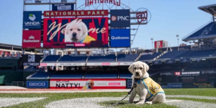 Washington Nationals introduce ‘Natty,’ an 8-week-old puppy set to become team’s first official dog