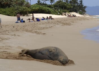 Man accused of chucking rock at endangered seal in Hawaii, could face prison