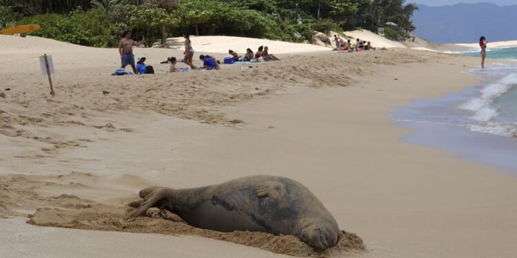 Man accused of chucking rock at endangered seal in Hawaii, could face prison