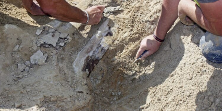 Fossil of new dinosaur species discovered in Thailand