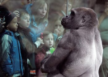 Pittsburgh Zoo swaps gorillas with Boston, acquires infamous silverback Little Joe