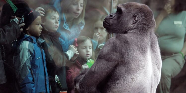 Pittsburgh Zoo swaps gorillas with Boston, acquires infamous silverback Little Joe